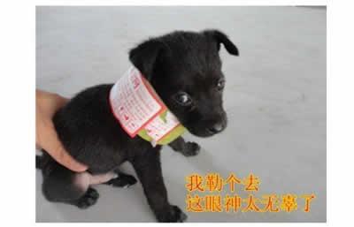 网友实际收到的狗狗的照片