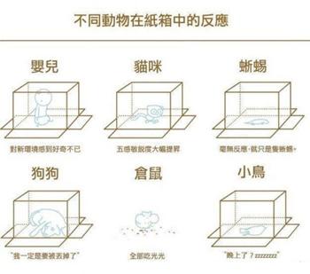 不同动物在纸箱里的反应