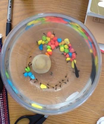 家里的金鱼和蝌蚪放在一起的照片