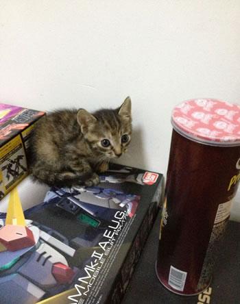 小猫咪求收养，猫咪照片01