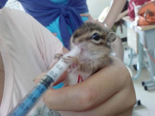 魔王松鼠在吮吸针管喝水