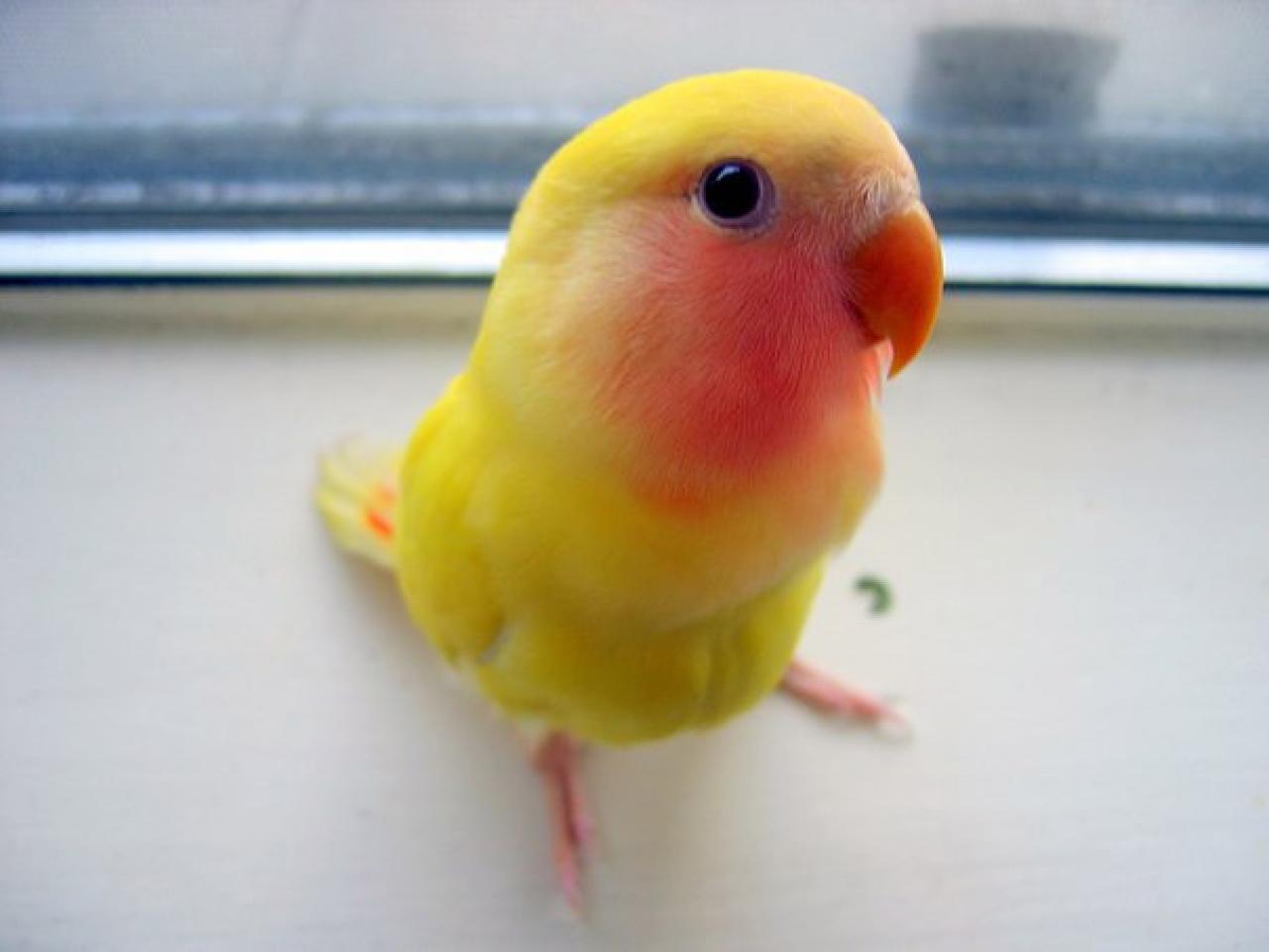 可爱的鹦鹉幼崽