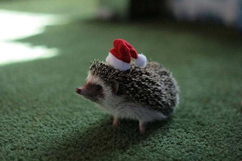 戴着圣诞帽的松鼠