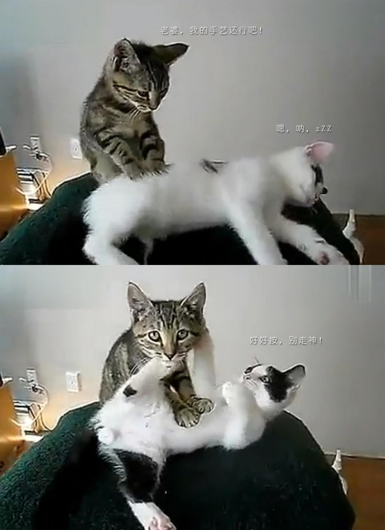 棕色猫咪给白色猫咪（老婆）做按摩，因为走神，被老婆拳脚相向，神情无辜。
