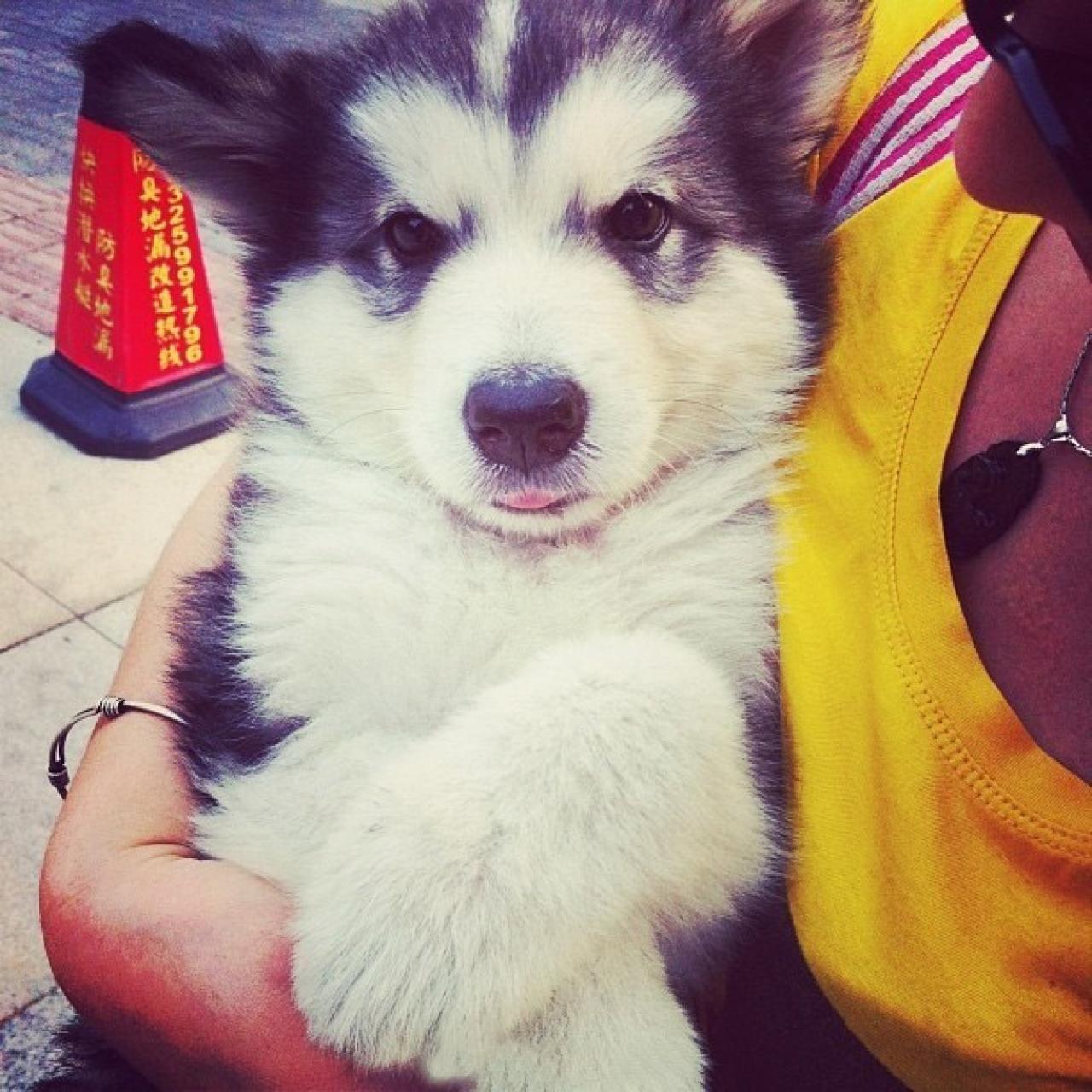 阿拉斯加雪橇犬宝宝在主人怀里的头像