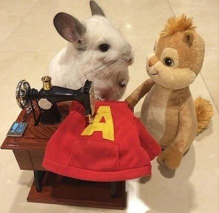 龙猫布布正在给小松鼠缝T恤