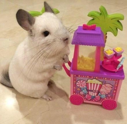 龙猫布布正推着爆米花小车卖爆米花