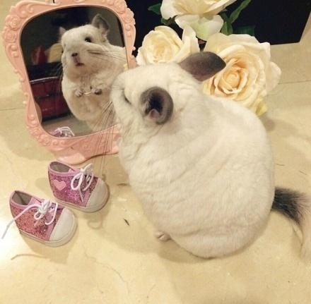 龙猫布布正在照镜子，旁边放着两双粉色鞋子