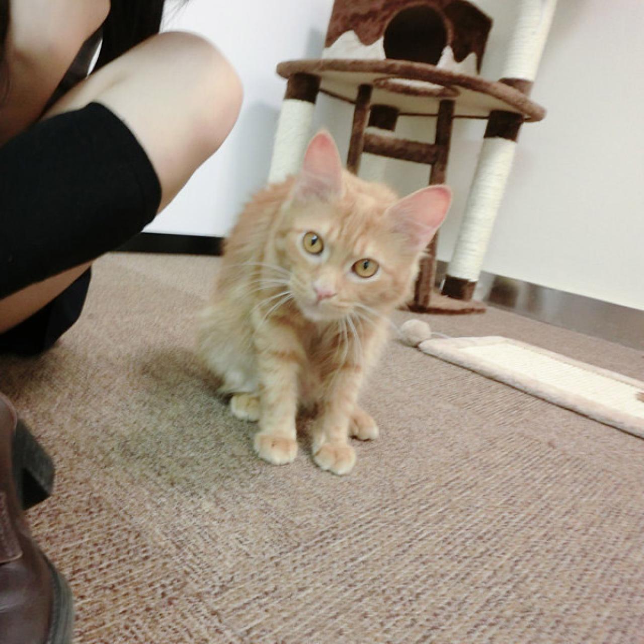 小猫咪歪着脑袋，娇羞的看着镜头