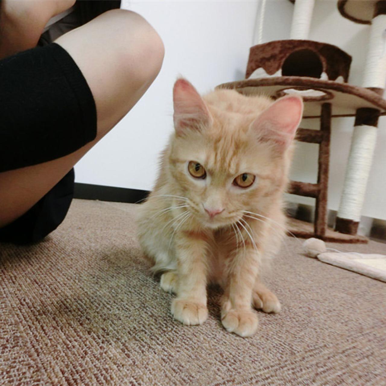 猫咪有点凶凶的看着镜头，脸部特写