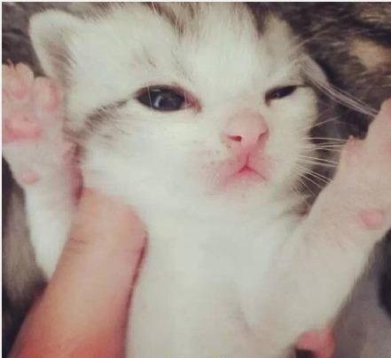 刚刚出生不久的猫咪宝宝，被人用手抓着娇羞的模样
