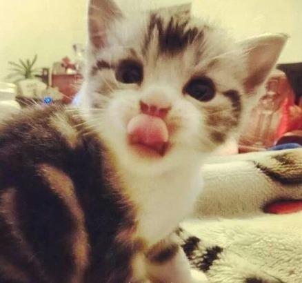 猫咪伸出舌头舔了舔嘴巴