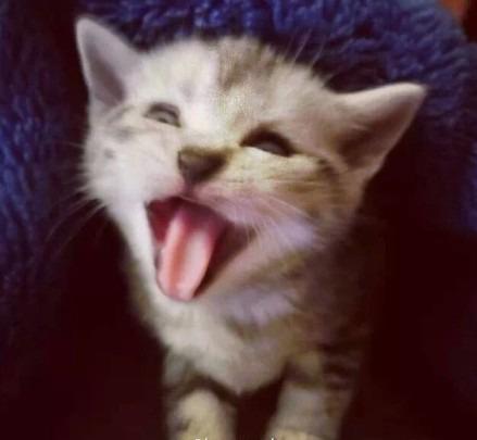 猫咪张大嘴巴的模样