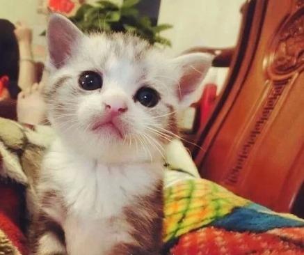 猫咪抬卧在毯子上，嘟着嘴炯炯有神的看着镜头