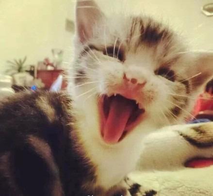 猫咪张大嘴巴露出小虎牙的脸部特写
