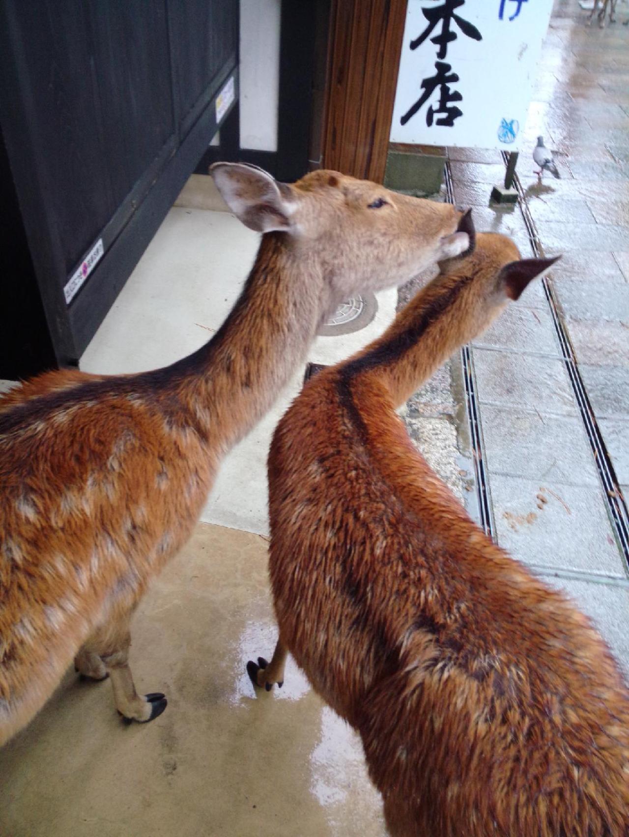 小鹿妈妈在舔小鹿的耳朵