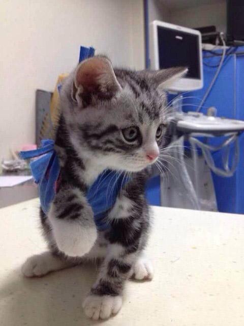 短耳猫低头看着地面：有好吃的咩？