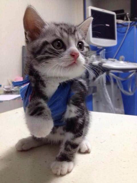 小猫咪扭着头：我是不是依然威风凛凛呢