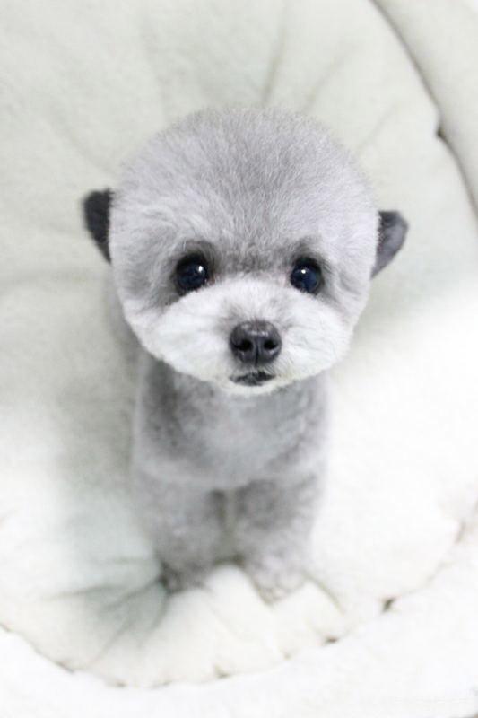 贵宾犬兔子凝望镜头的神情