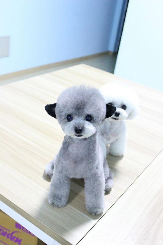 在桌子上，贵宾犬珊珊躲在贵宾犬兔子身后