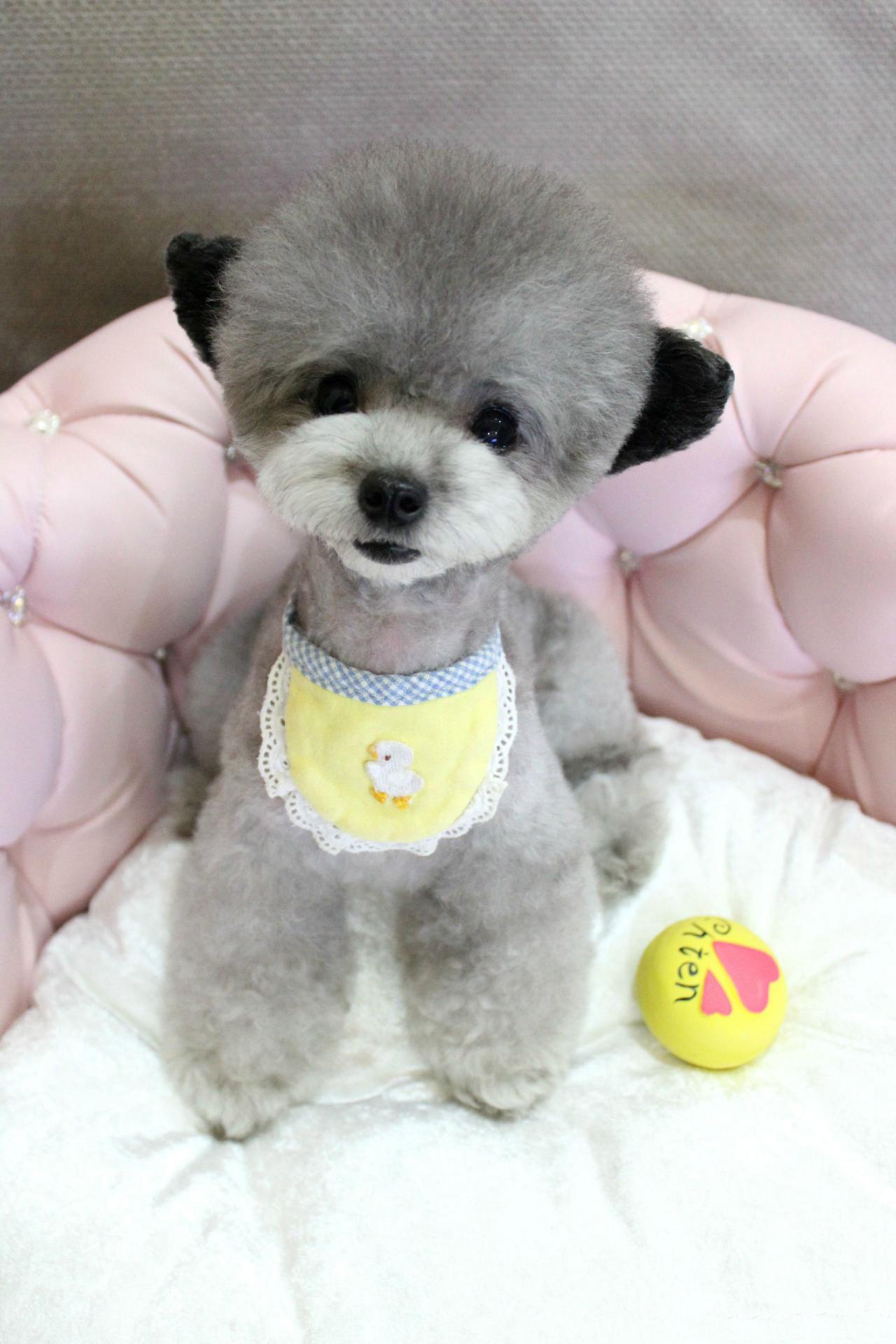 贵宾犬兔子围着围巾和小球在一起