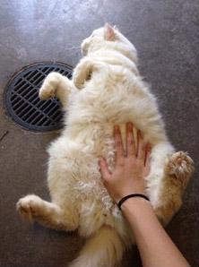 一摸就倒等待收养的大白猫