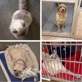 一些被遗弃的名贵纯种宠物，从左往右，从上往下依次为大金毛、法国斗牛犬、虎斑暹罗猫、喜马拉雅猫