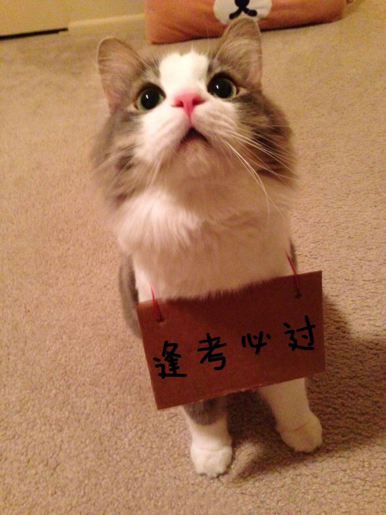 招财猫挂牌：逢考必过表情