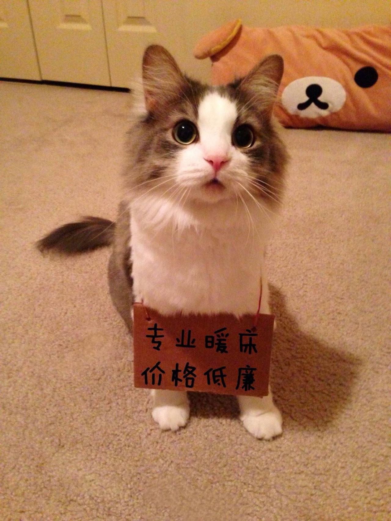 招财猫挂牌：专业暖床，价格低廉表情