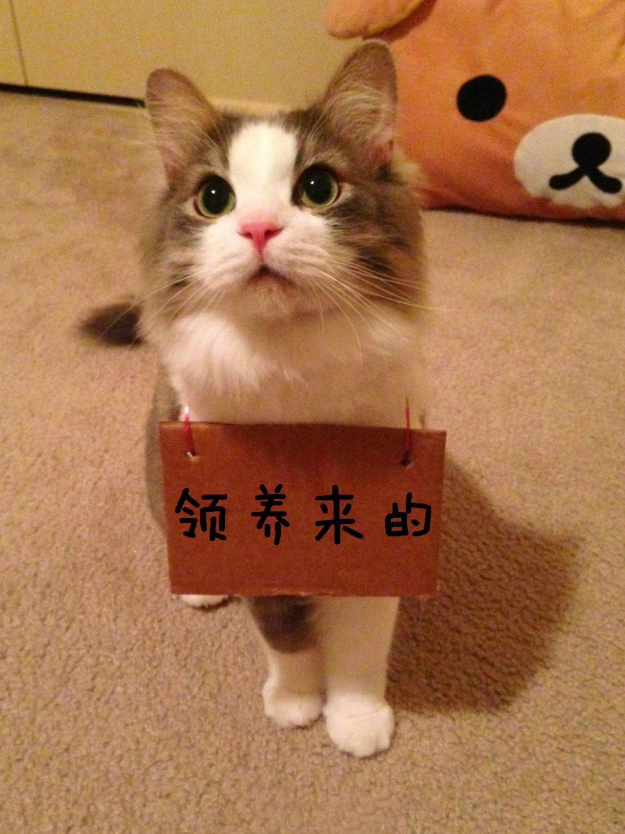 招财猫挂牌：领养来的表情