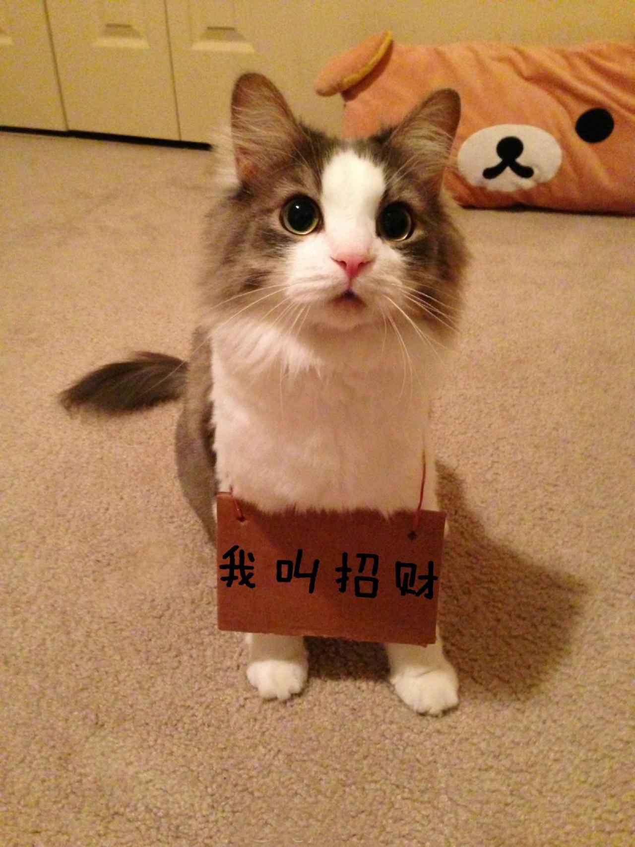 招财猫挂牌表情：我叫招财