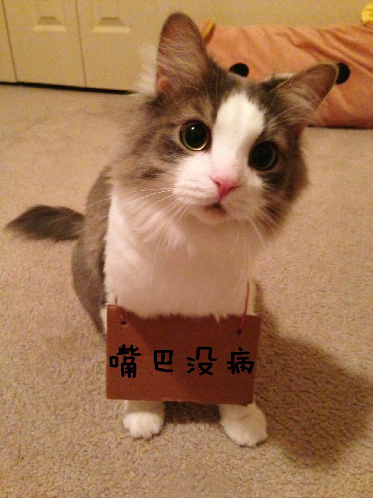 招财猫挂牌表情：嘴巴没病