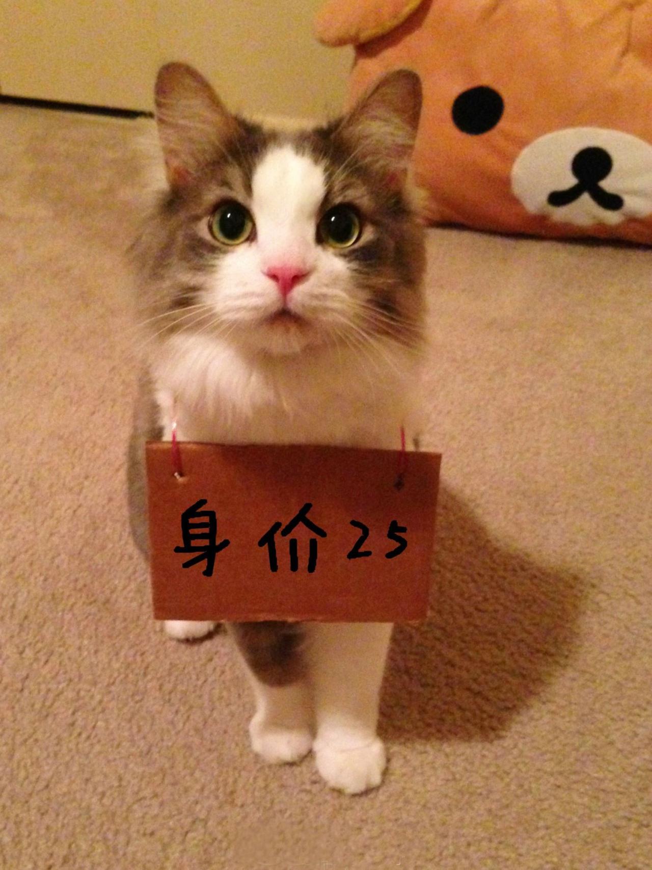 招财猫挂牌表情：身价25