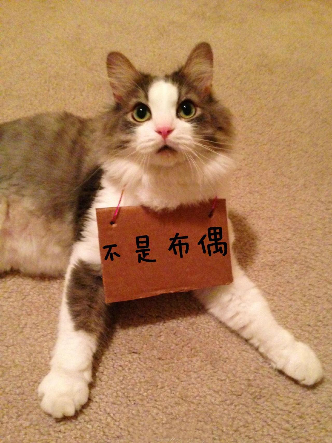 招财猫挂牌表情：不是布偶