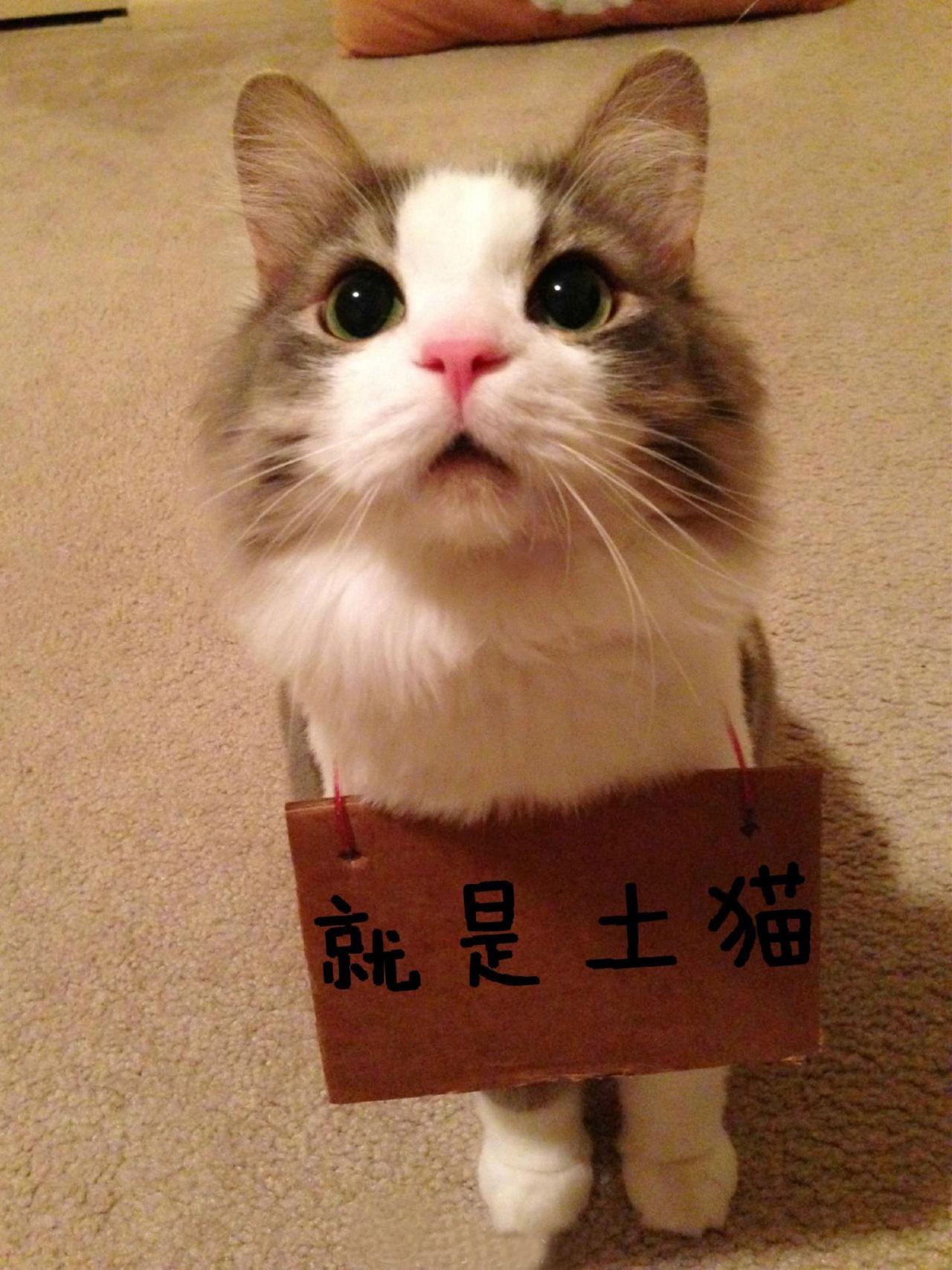 招财猫挂牌表情：就是土猫