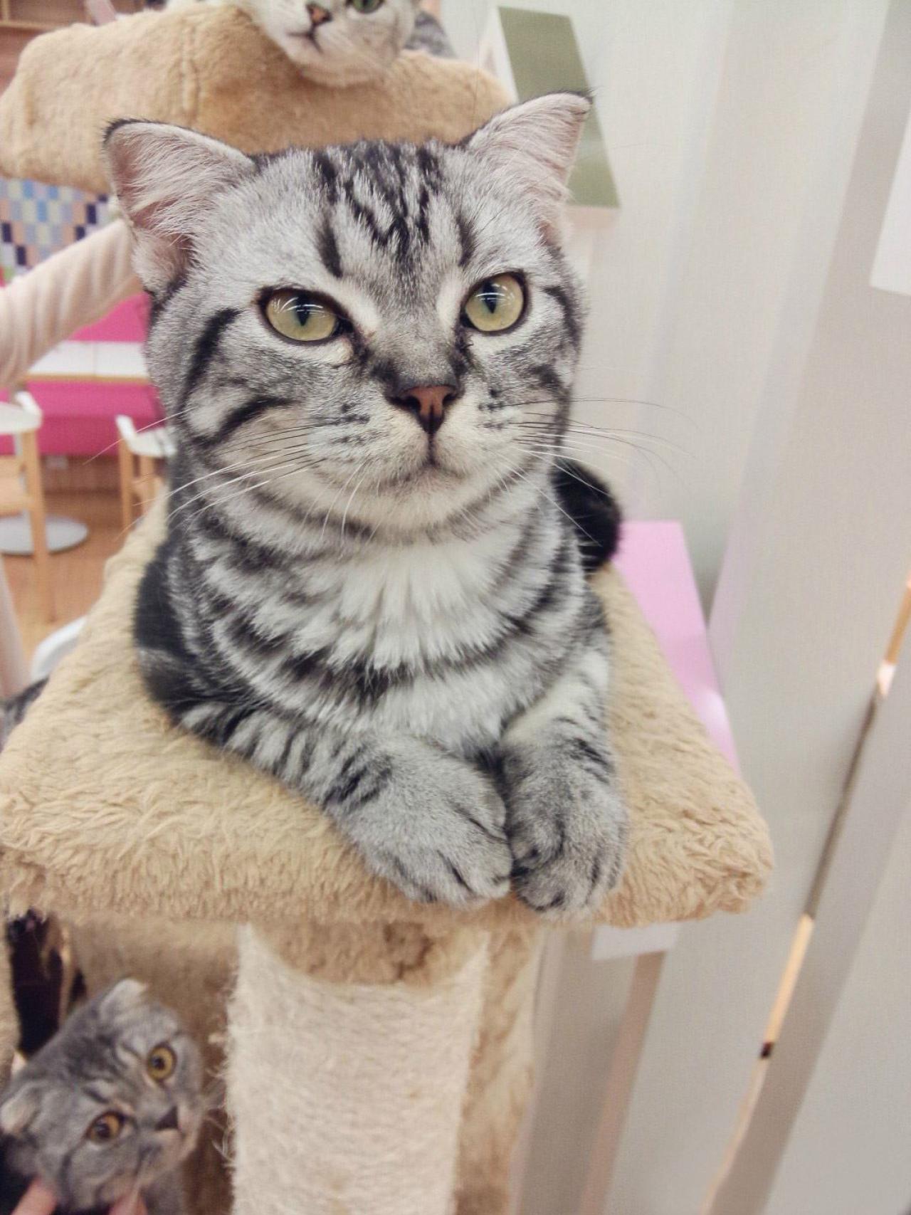 小猫咪的脸蛋特写