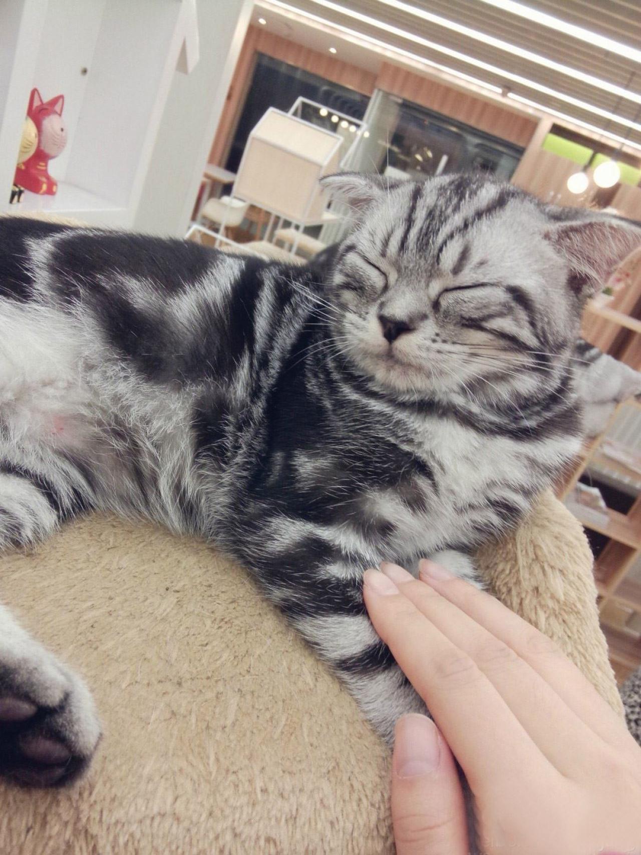 摸着前爪，小猫咪享受的闭上了眼睛