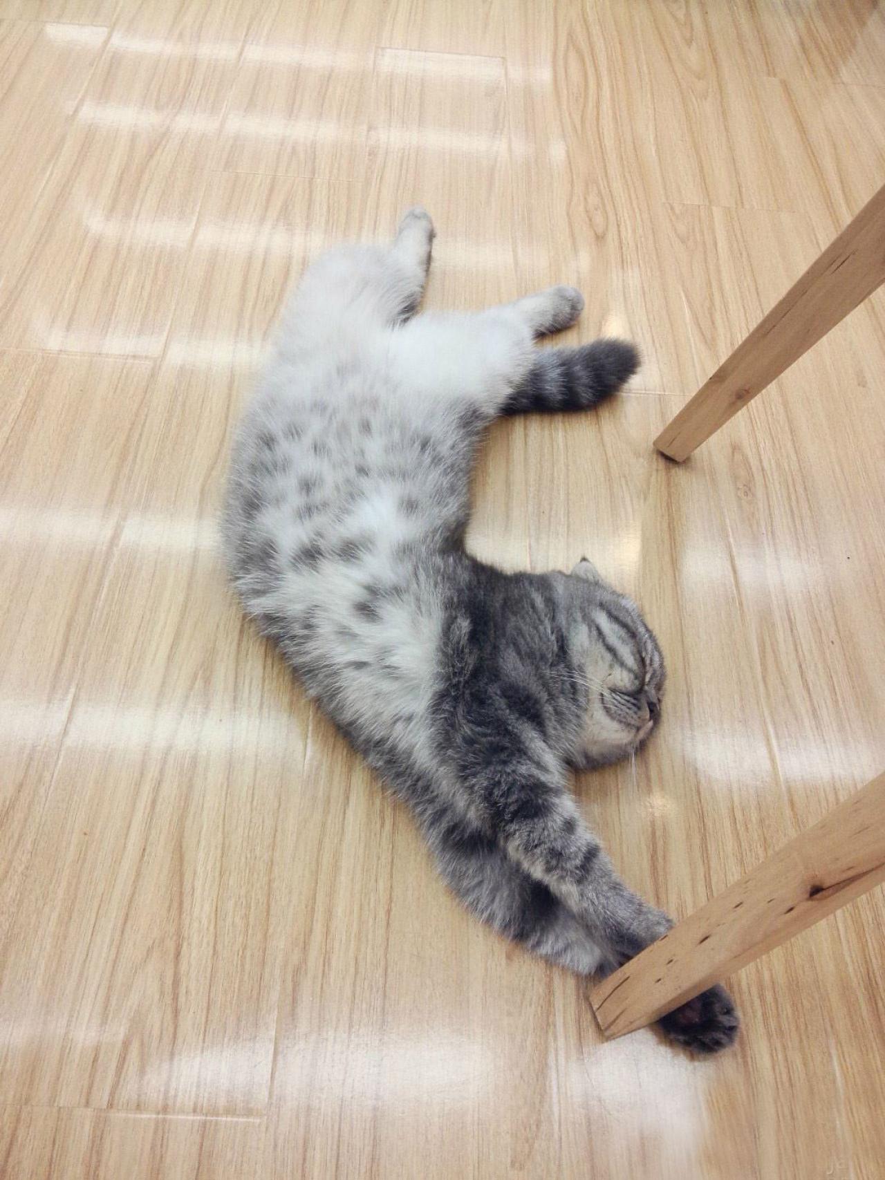小猫咪扒在桌脚，侧身躺着，姿势优美，像一条锦鲤鱼