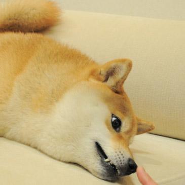 小黄狗Doge用鼻子亲吻主人手指的表情