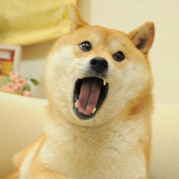 小黄狗Doge张大嘴巴露出虎牙的表情