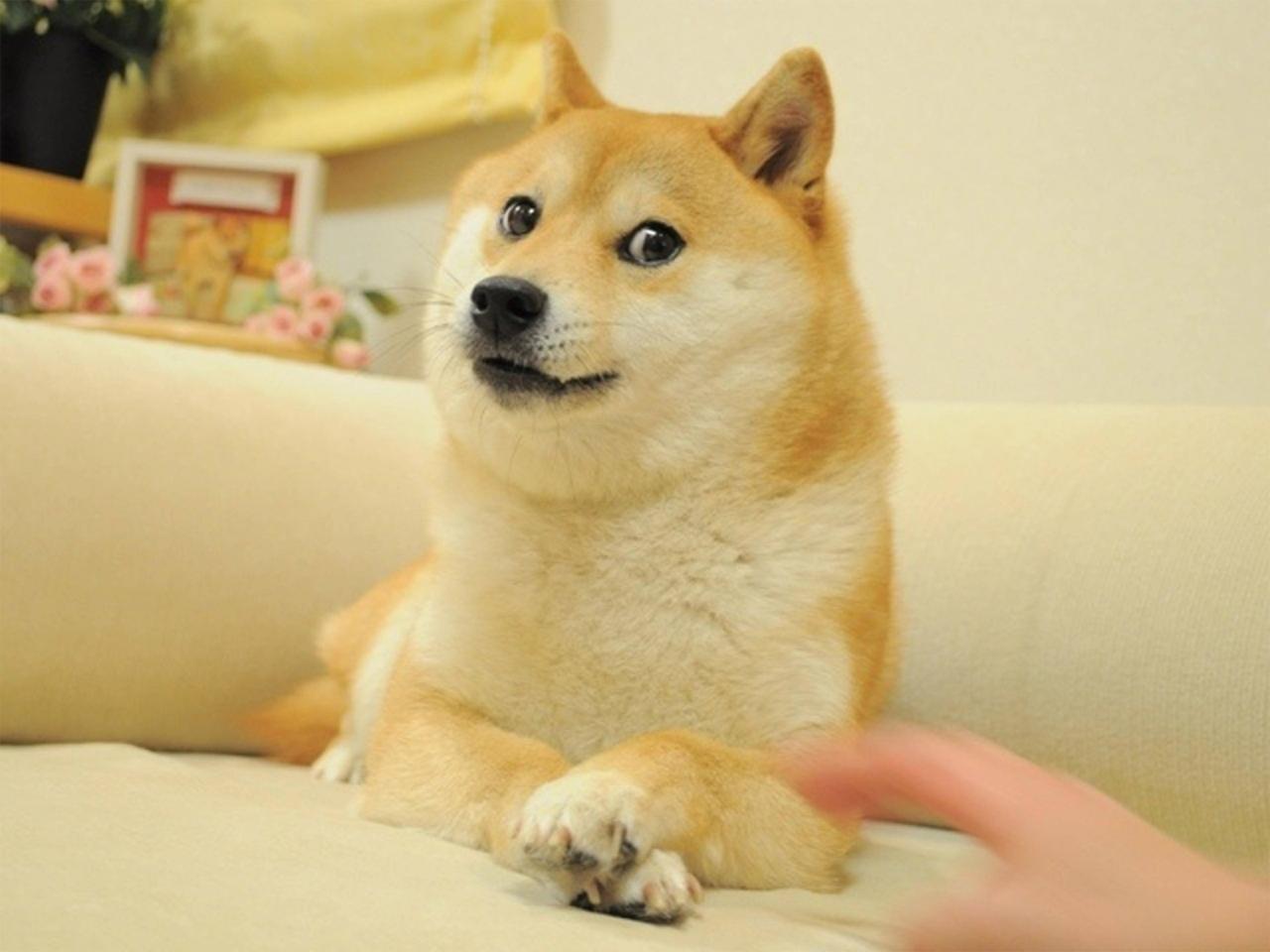 小黄狗Doge的成名照，扒在沙发，竖起眉毛的呆萌姿态