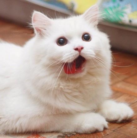 猫咪Max张大嘴巴，伸出舌头舔舔牙齿