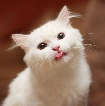 猫咪Max伸出一点舌头嗅嗅空气