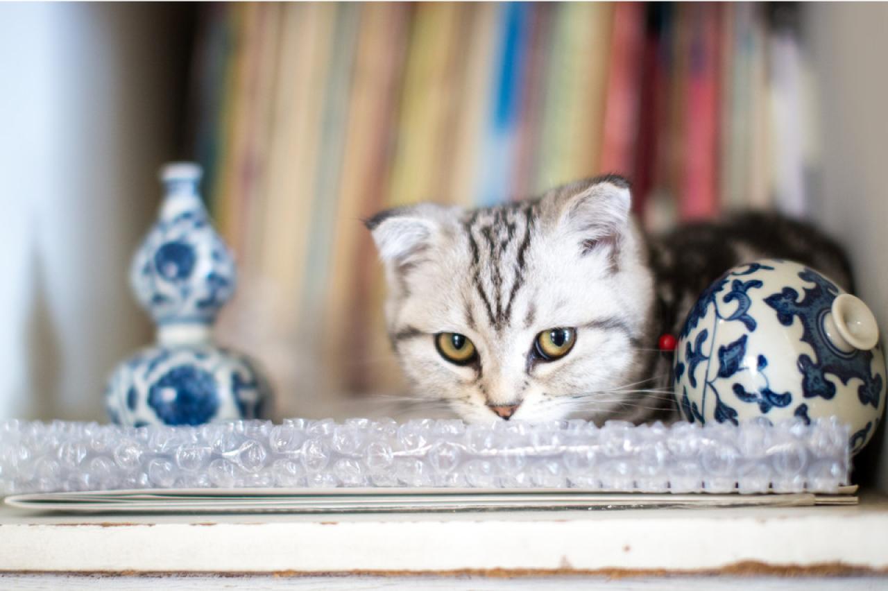 猫咪警觉地看着镜头