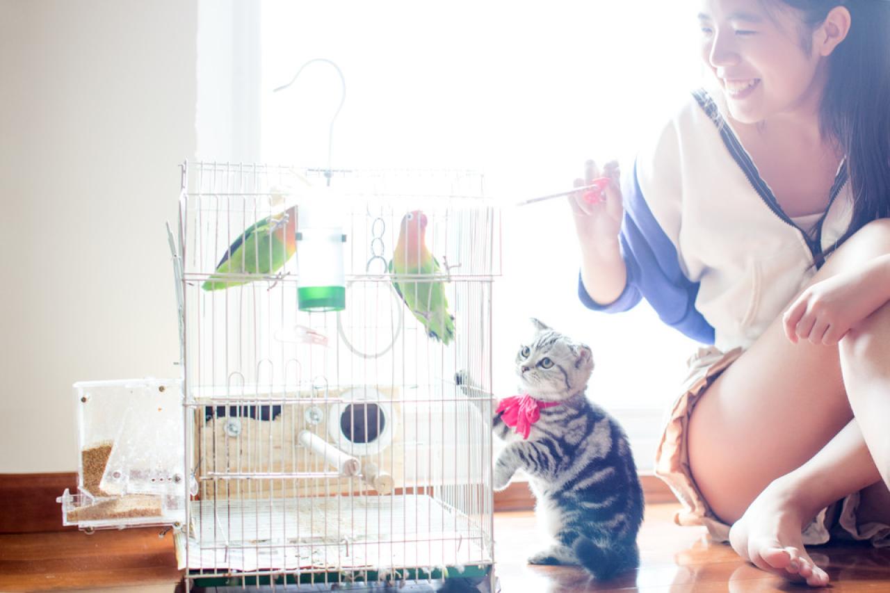 猫咪、主人和鹦鹉，在一起。和谐充满情趣的场景