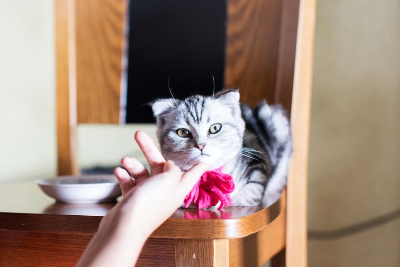 用指头轻轻触摸猫咪的下巴