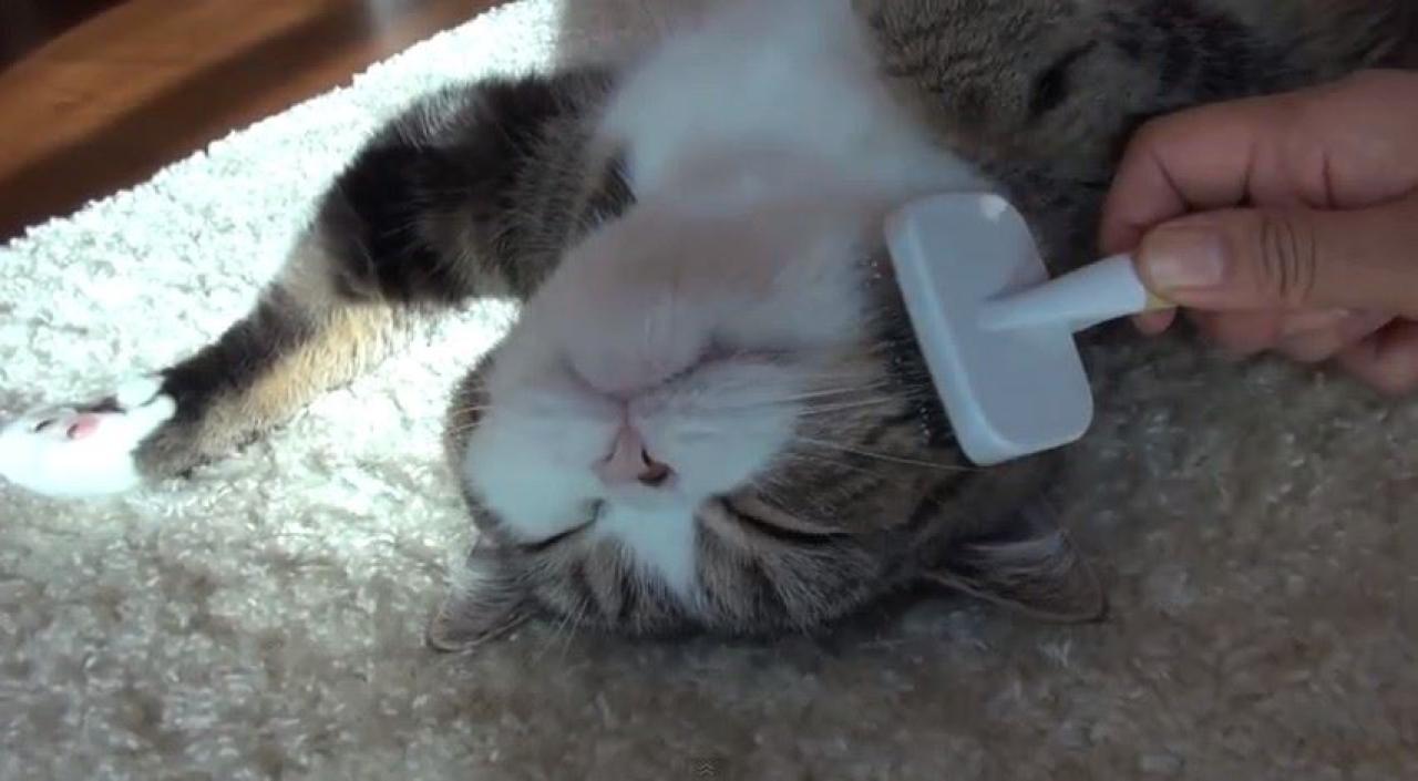 主人正在给哥哥小圆刷嘴巴附近的毛