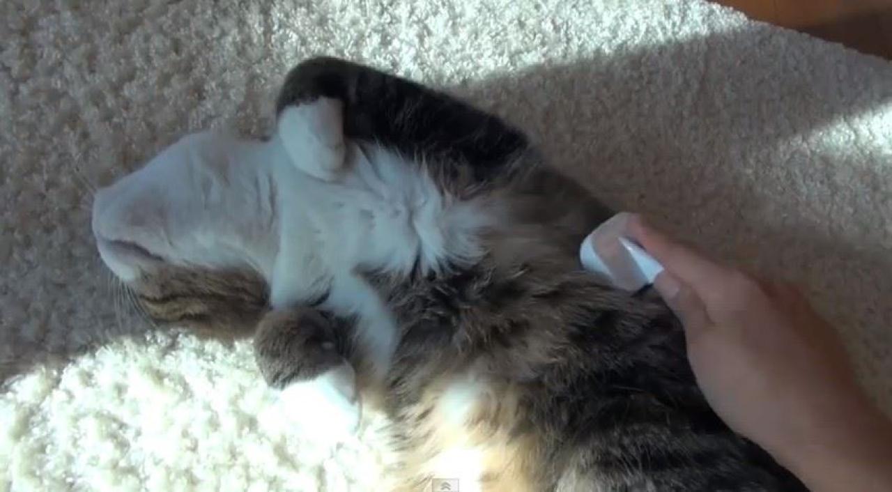 主人正在给哥哥小圆刷腹部两侧的毛