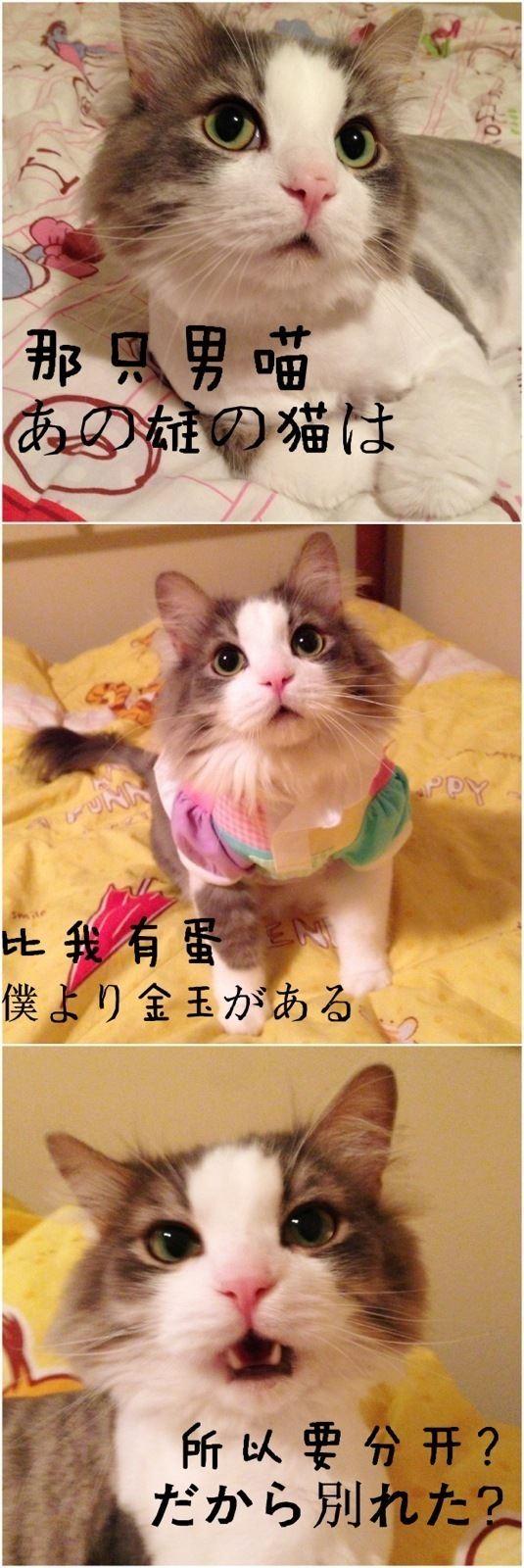 那只男喵，比我有蛋，所以要分开？