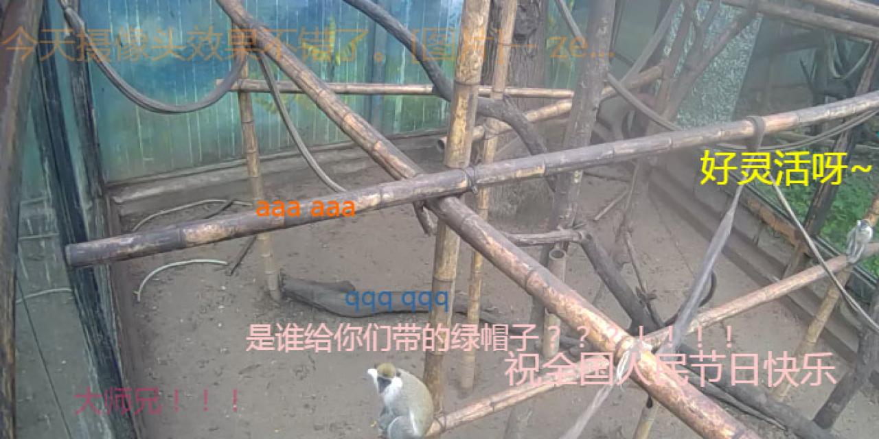 正在直播的北京动物园翠猴